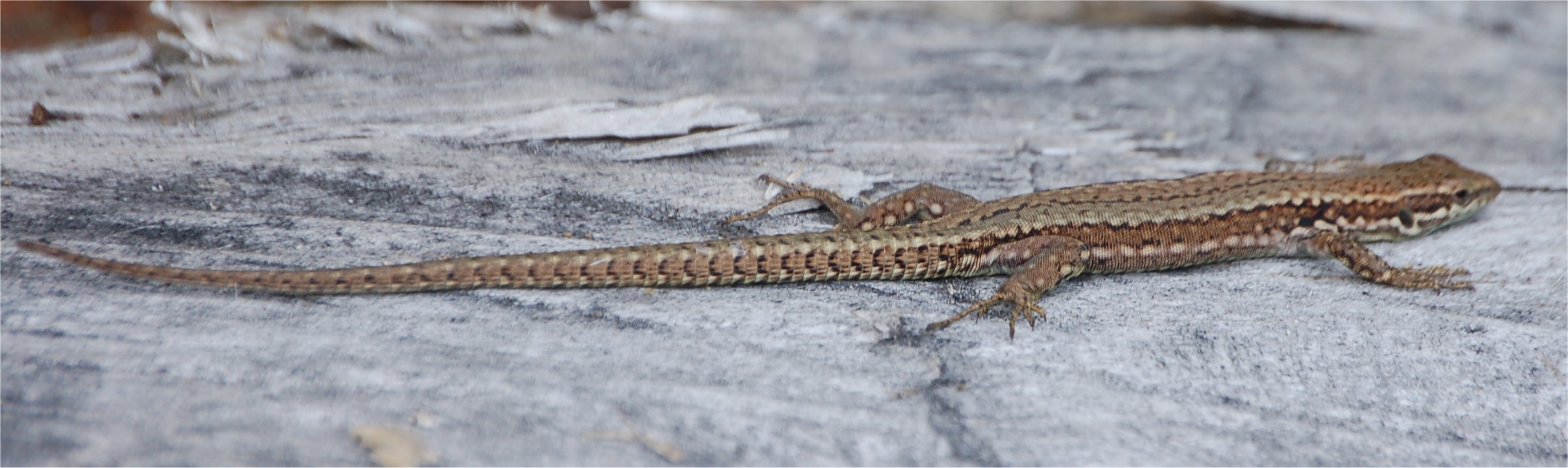 Podarcis muralis?